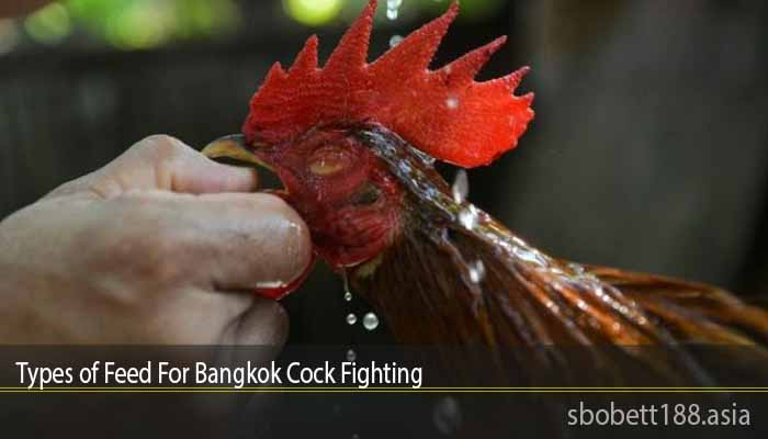 Types of Feed For Bangkok Cock Fighting